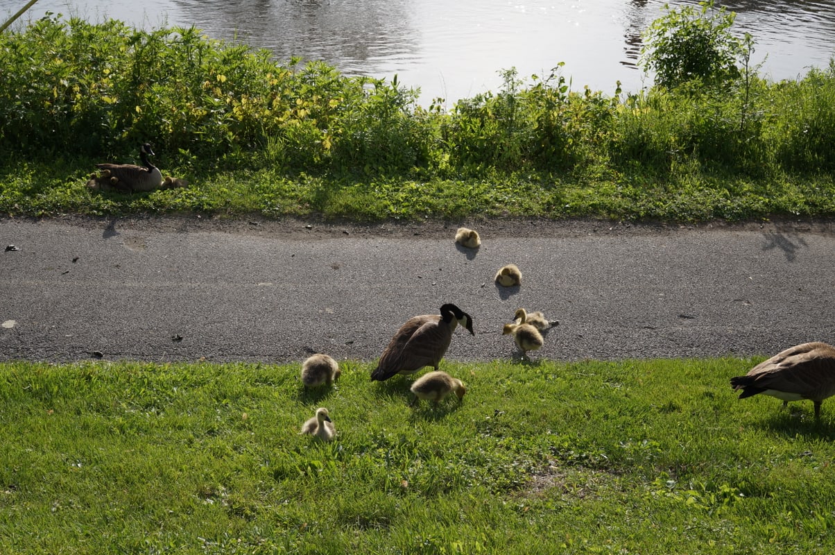 Goslings on the Fox River Trail