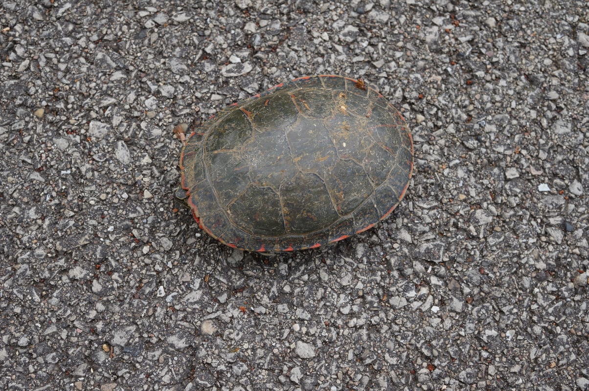 Midland Painted Turtle