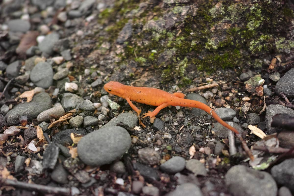 A red eft observes me striking camp.