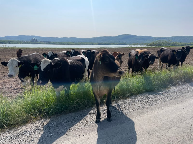 Runaway cows