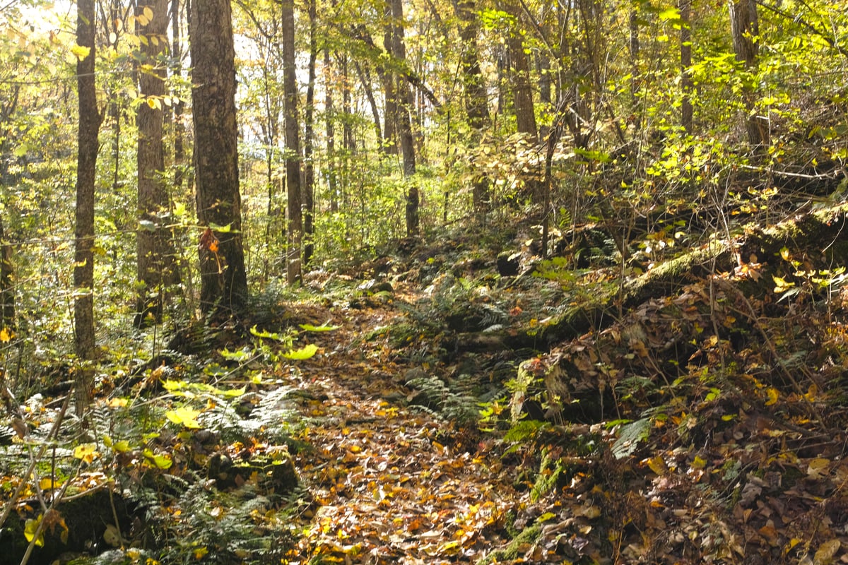 Leicester Hollow Trail