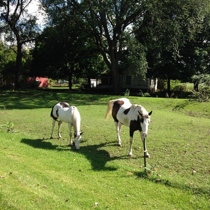 Last year when I rode the I14899474400M these two watched me fix a flat